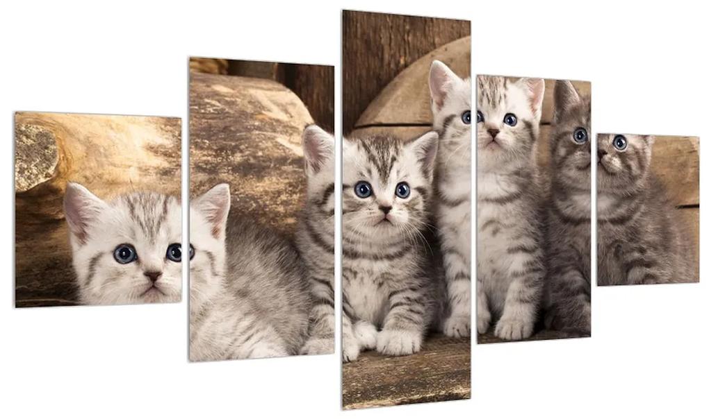Tablou cu pisici mici (125x70 cm), în 40 de alte dimensiuni noi