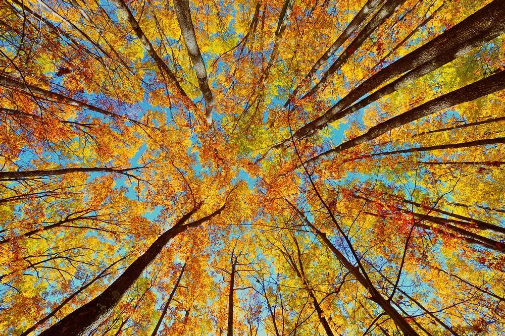 Fototapet coroane de copac de toamnă