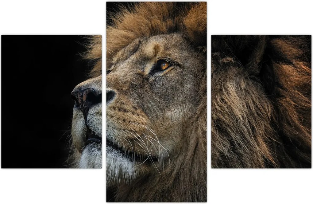 Tablou - Leul maiestuos (90x60 cm)