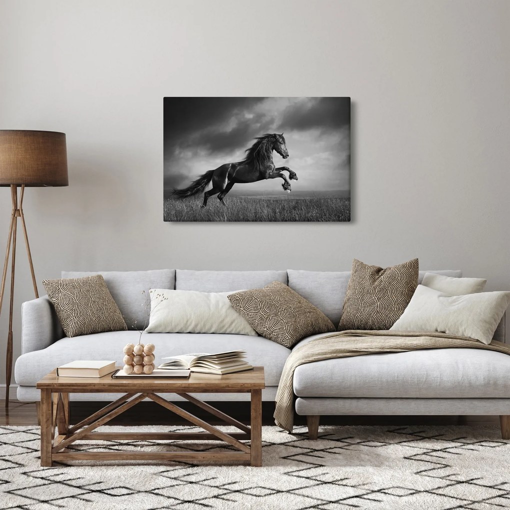 Tablou - Cal alb și negru (90x60 cm)