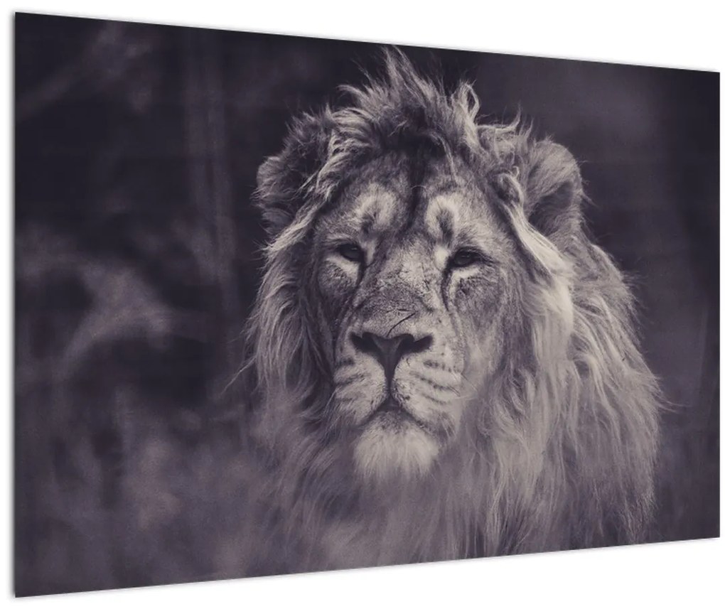 Tablou cu leu (90x60 cm)