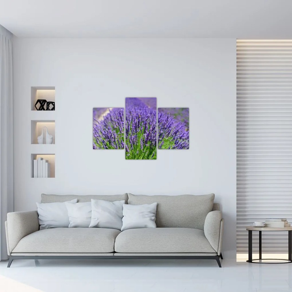 Tablou - lavanda (90x60 cm)