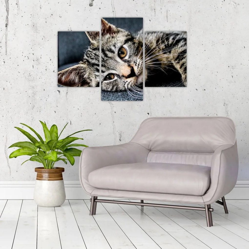Tablou - Pisoi (90x60 cm)