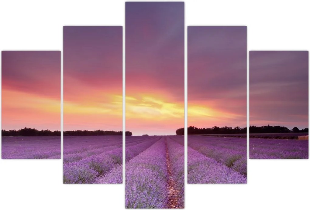 Tablou - Câmp de lavandă (150x105 cm)