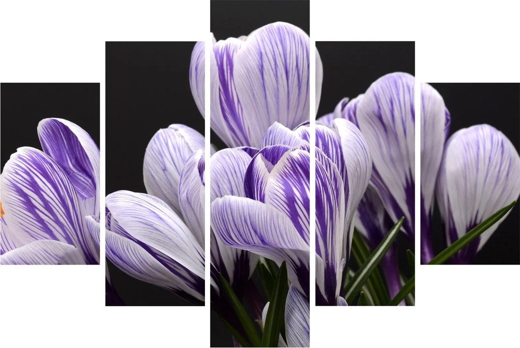 Tablou - Crocus violet (150x105 cm)