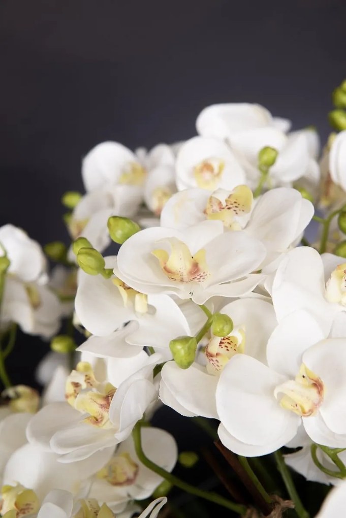 Aranjament floral mediu design LUX PHALEANOPSIS DISK