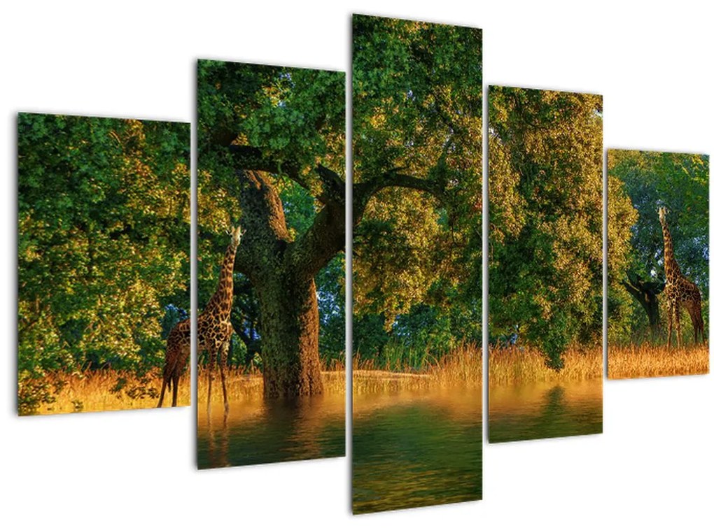 Tablou cu girafe în natură (150x105 cm)