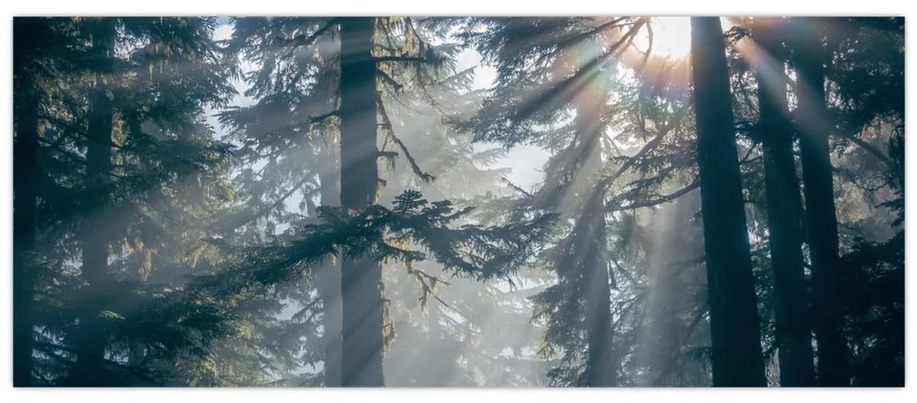 Tablou cu copaci și soarele translucind (120x50 cm)