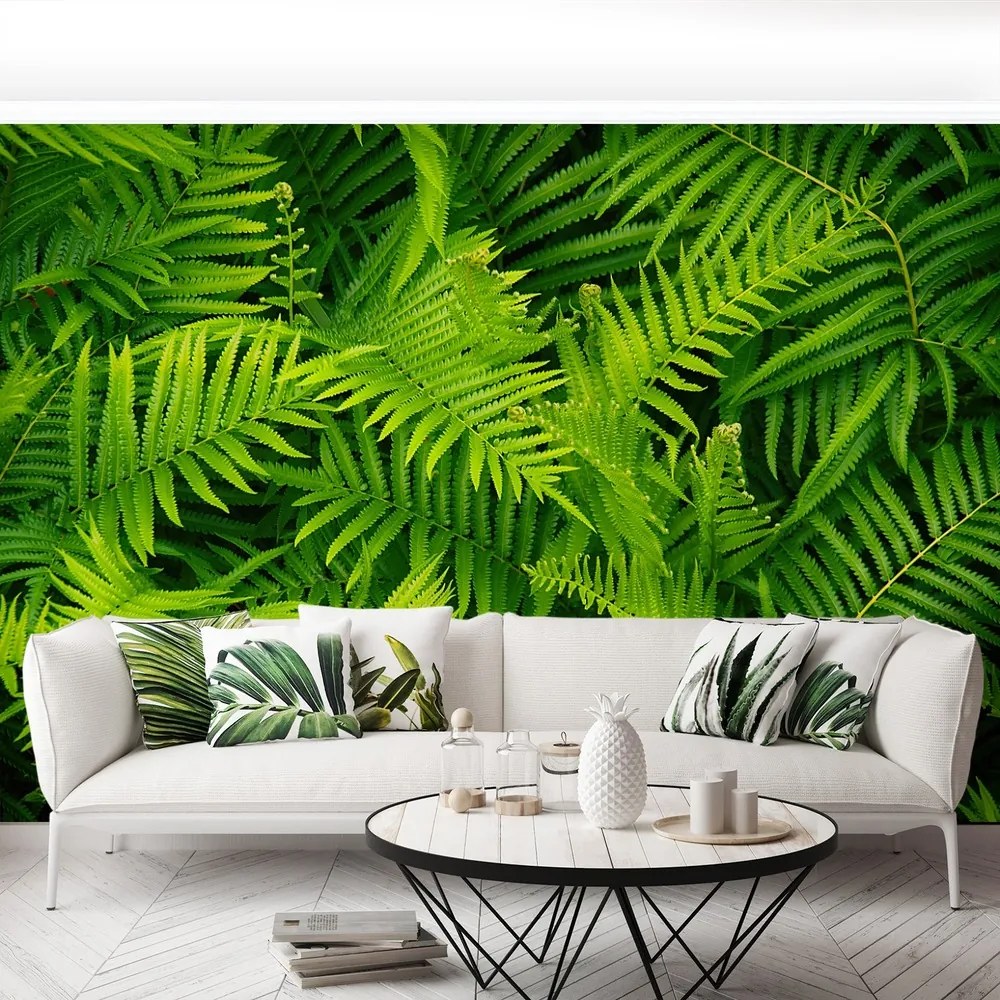 Fototapet Green Fern