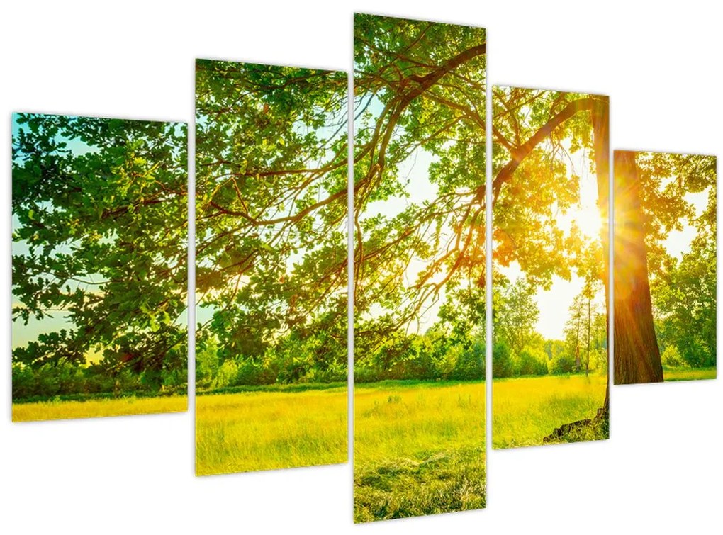 Tablou - Pădurea însorită (150x105 cm)