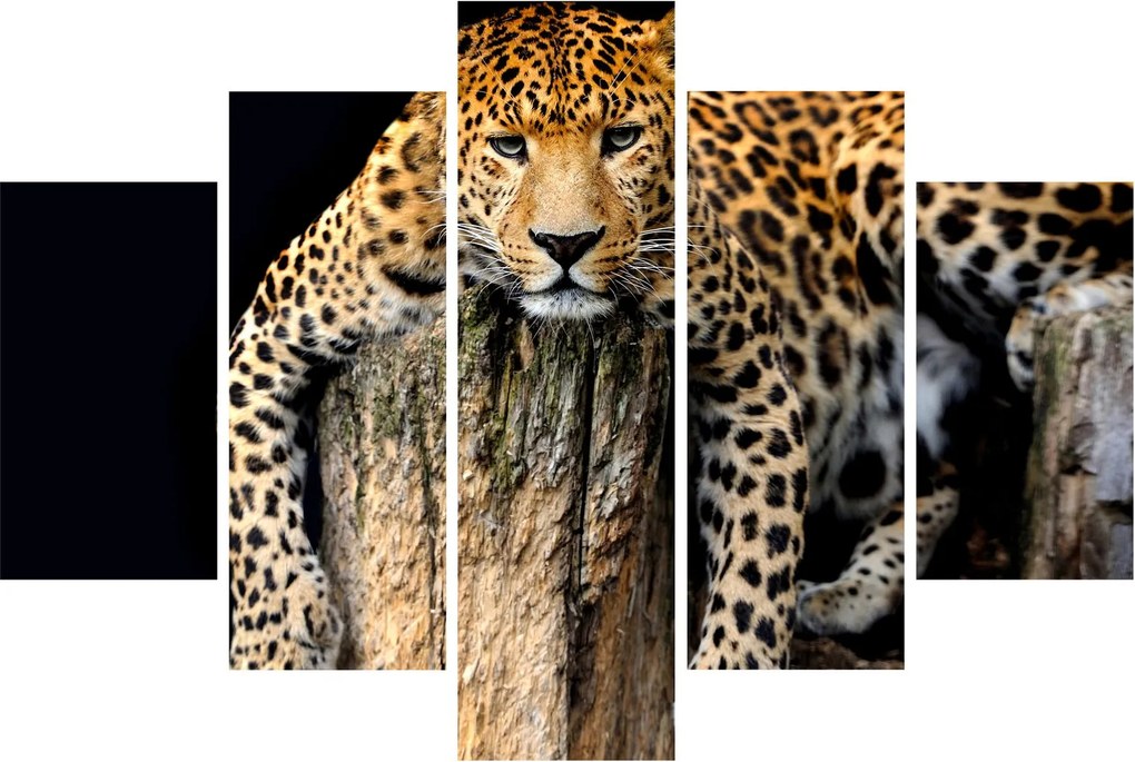 Tablou - Ghepard (150x105 cm)
