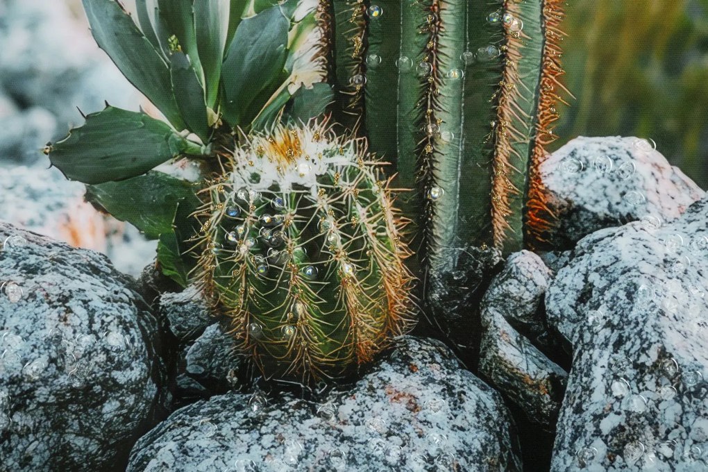 Mauro Ferretti Pictura Pe Panza, Cu Rama, Cactus -A- Cm 60X4X88 | Aosom Romania