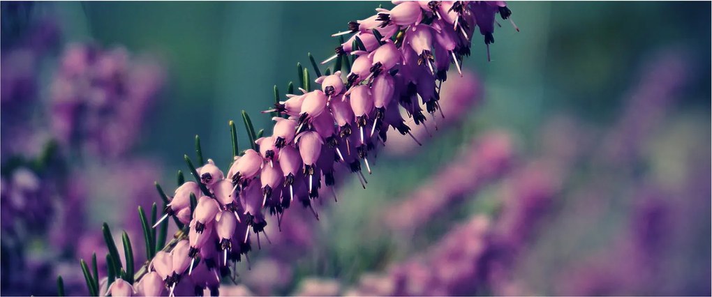 Tablou cu lavanda (120x50 cm)