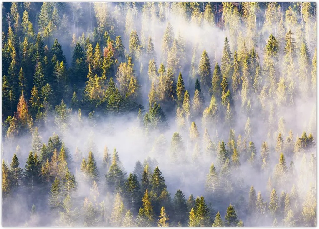 Tablou - Copac în ceață (70x50 cm)