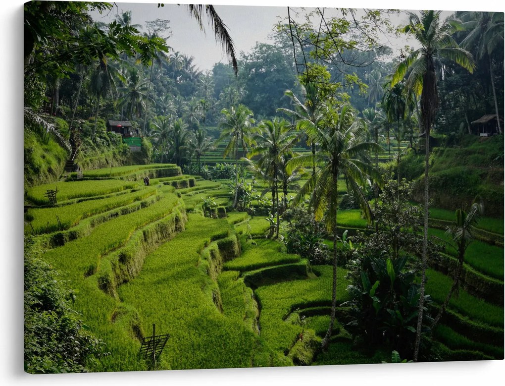 Tablou cu terasele cu orez Tegalalang, Bali (70x50 cm)