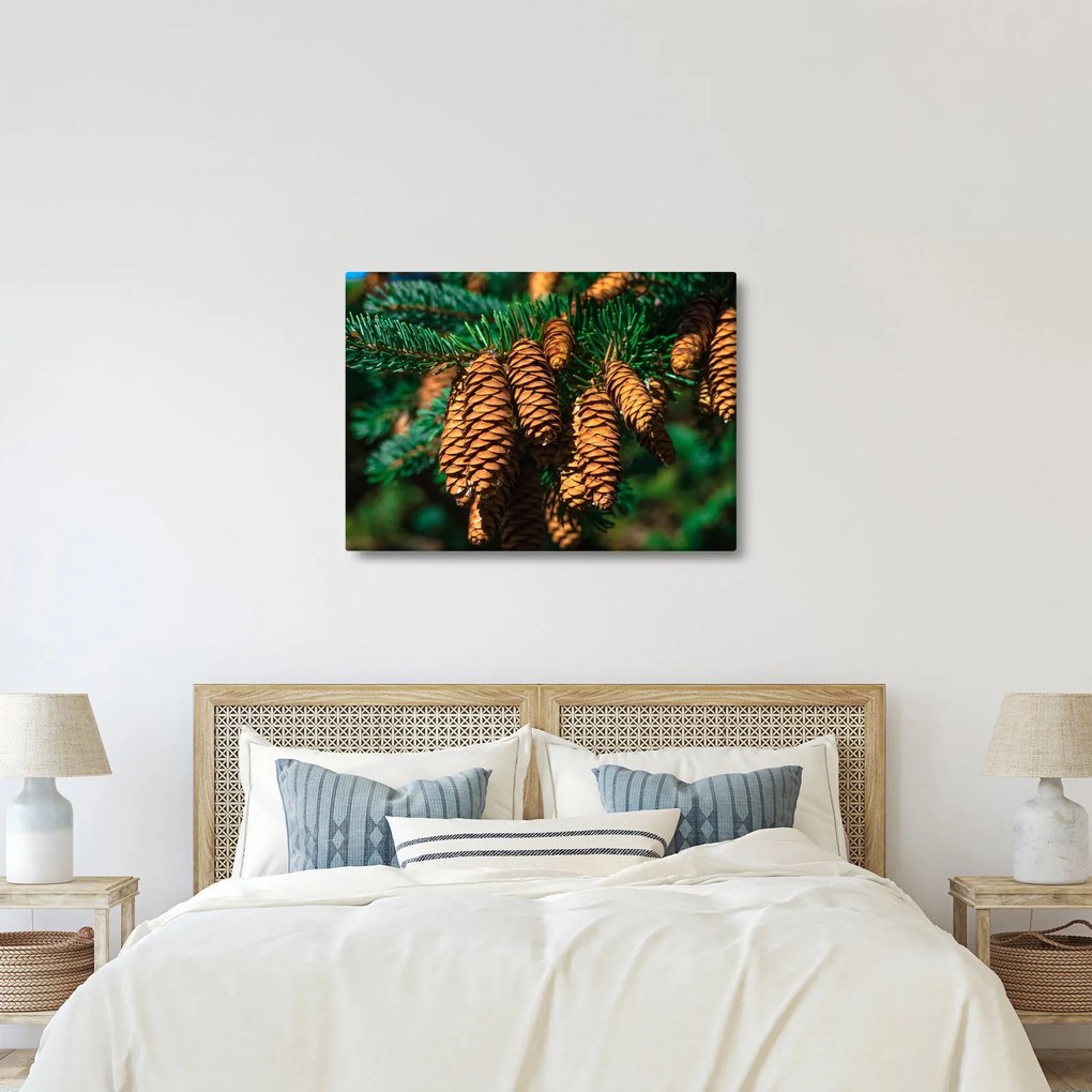 Tablou cu con de brad (70x50 cm)