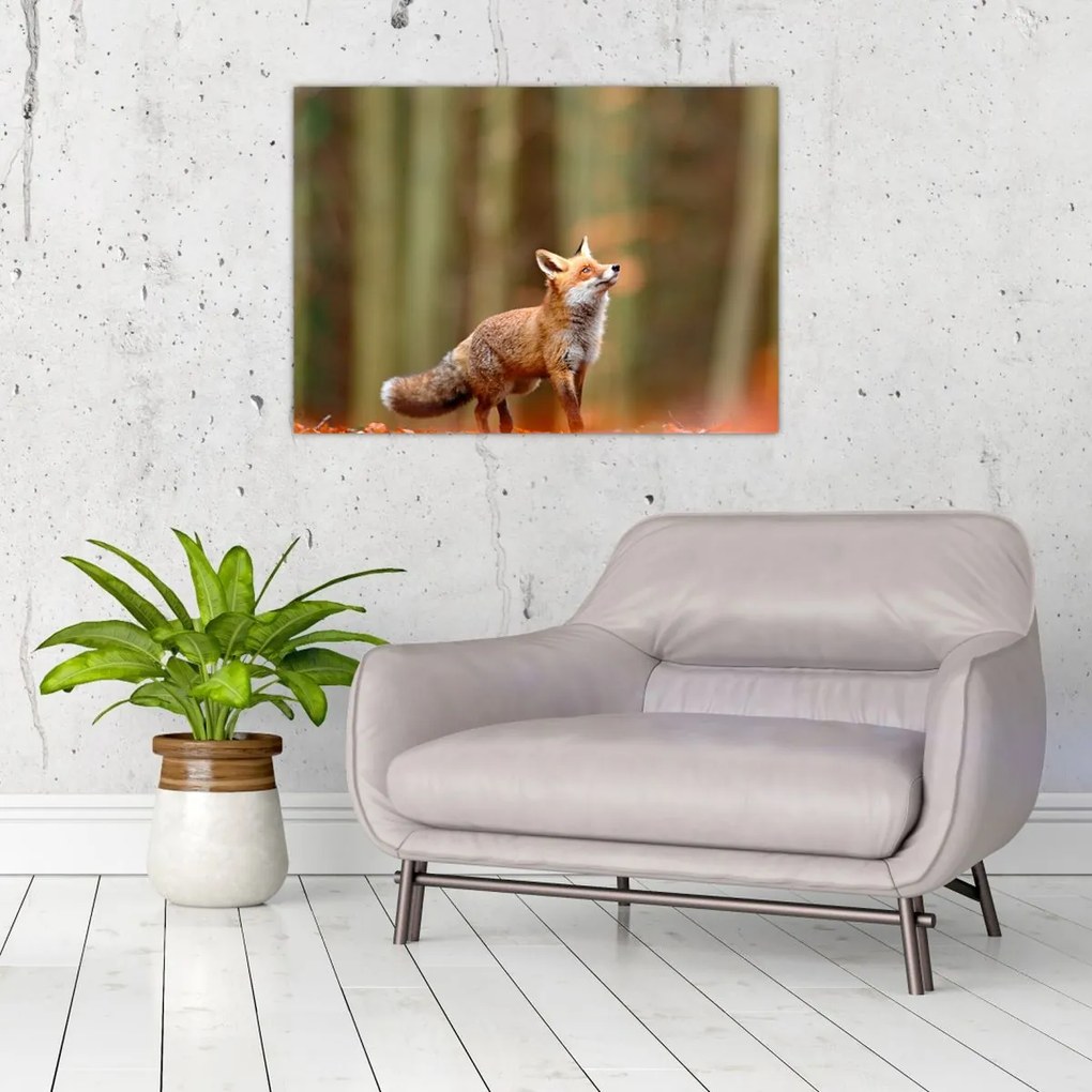 Tablou - Vulpe (70x50 cm)