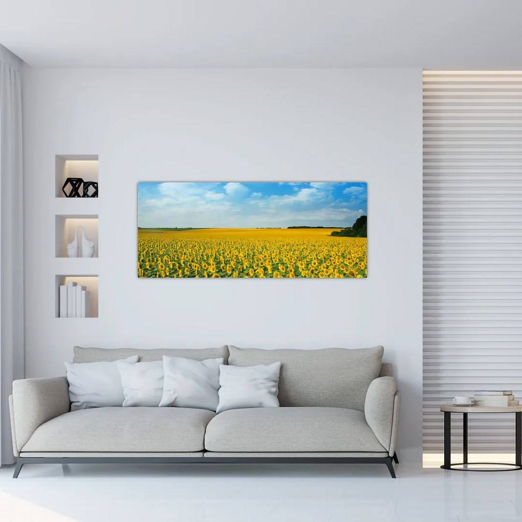Tablou - câmp cu floarea soarelui (120x50 cm)