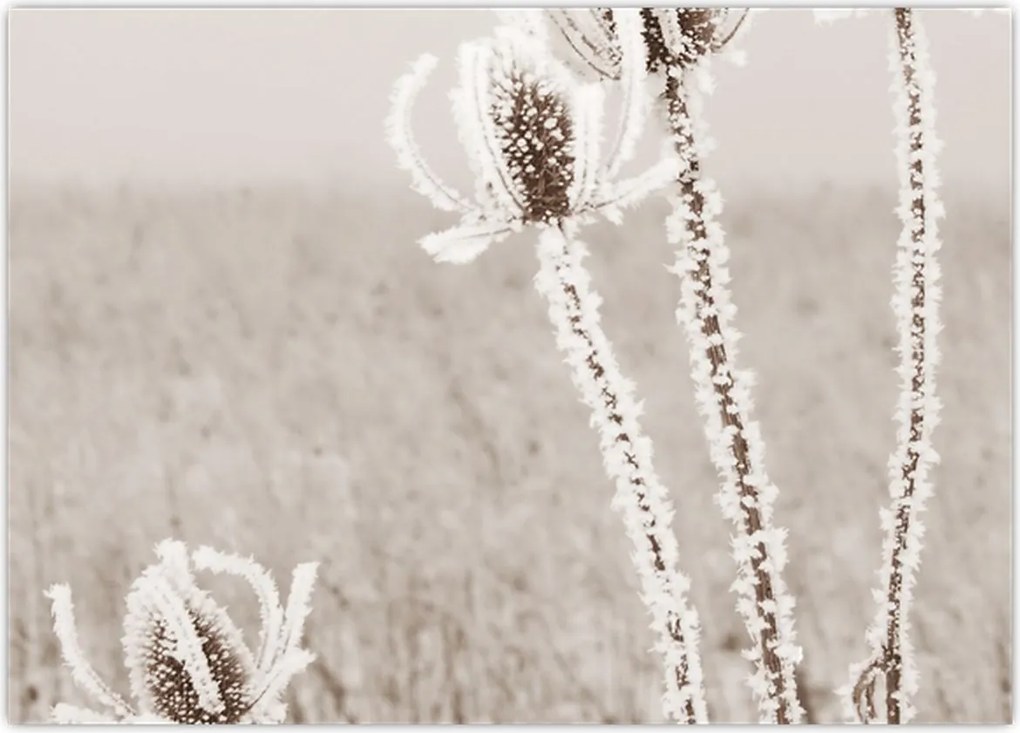 Tablou - Ciulinul în timpul iernii (70x50 cm)