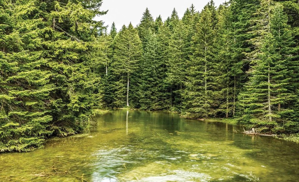 Fototapet - Pădure (152,5x104 cm), în 8 de alte dimensiuni noi