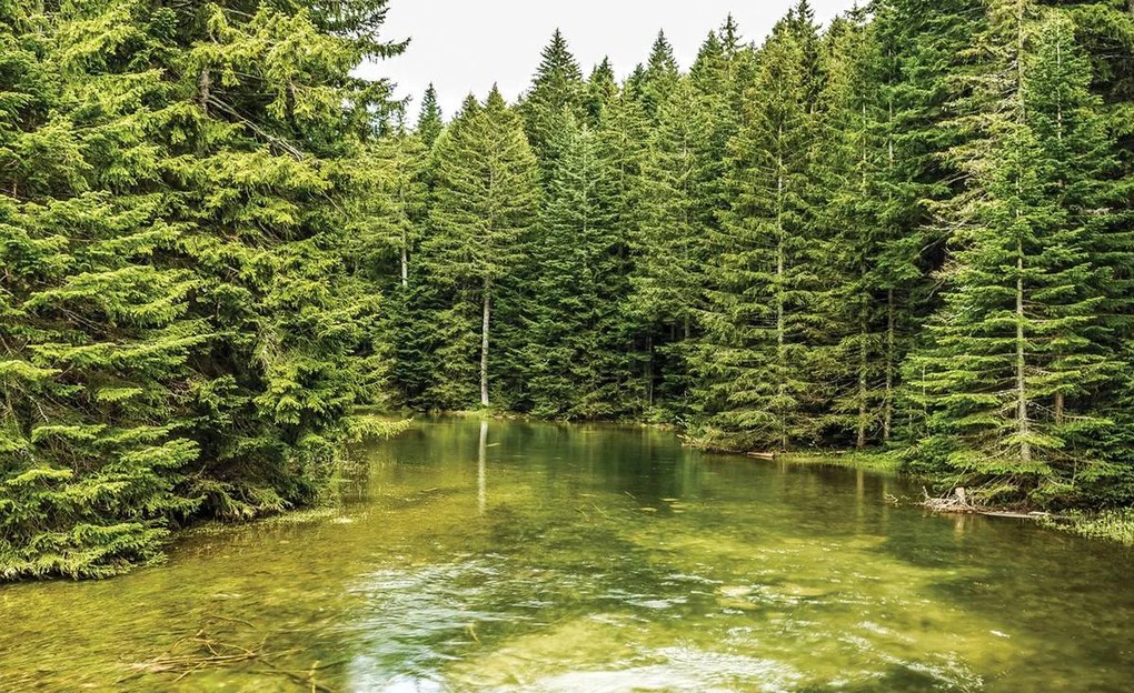 Fototapet - Pădure (152,5x104 cm)