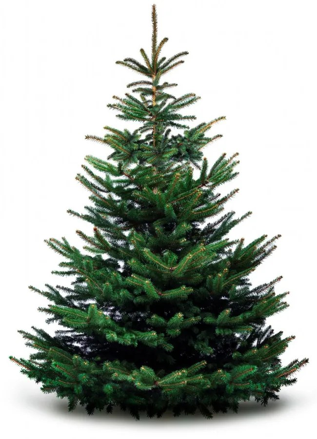 Brad natural de Craciun nordmann Premium  200-225 cm