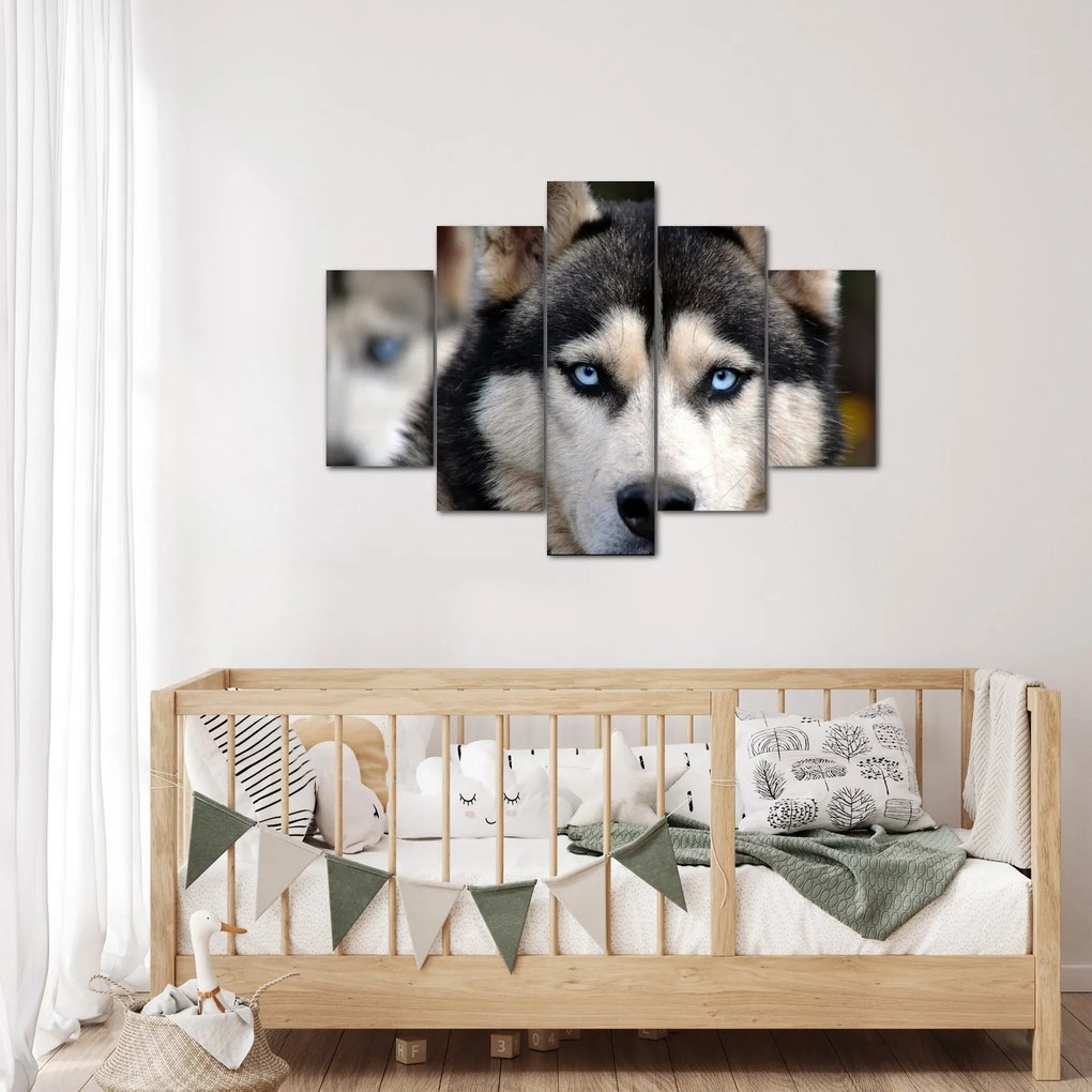Tablou cu câinele husky (150x105 cm)
