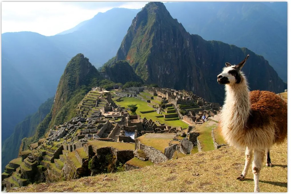 Tablou - Lama și Machu Picchu (90x60 cm)