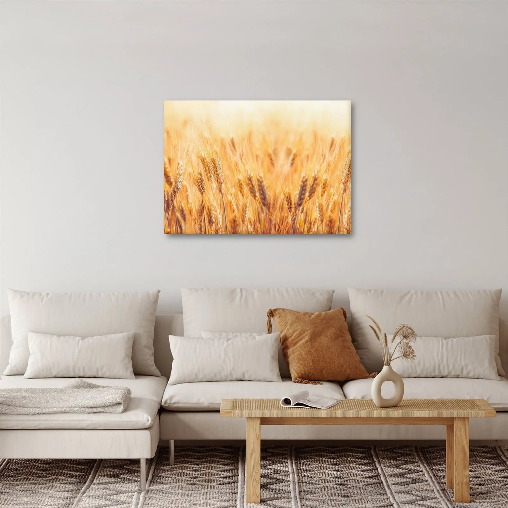 Tablou - câmp cu grâne (70x50 cm)