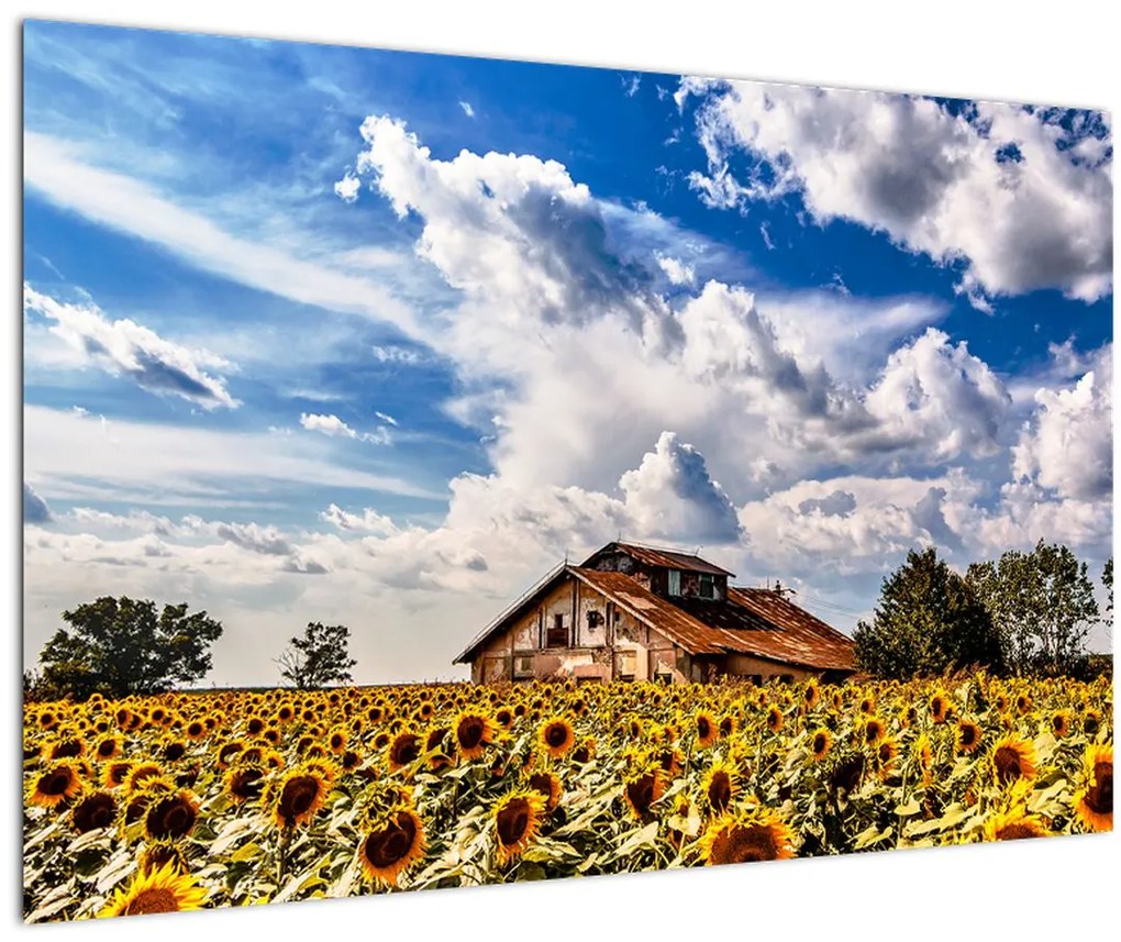 Tablou cu câmp de floarea soarelui (90x60 cm)