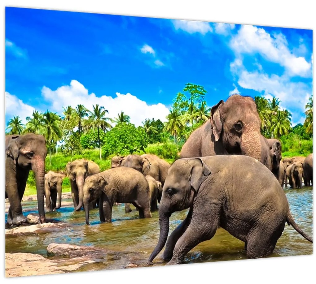 Tablou - Elefanți, Sri Lanka (70x50 cm)