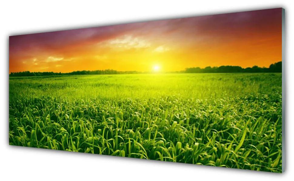 Tablou pe sticla Cereale Câmp Sunrise Floral Verde Roșu