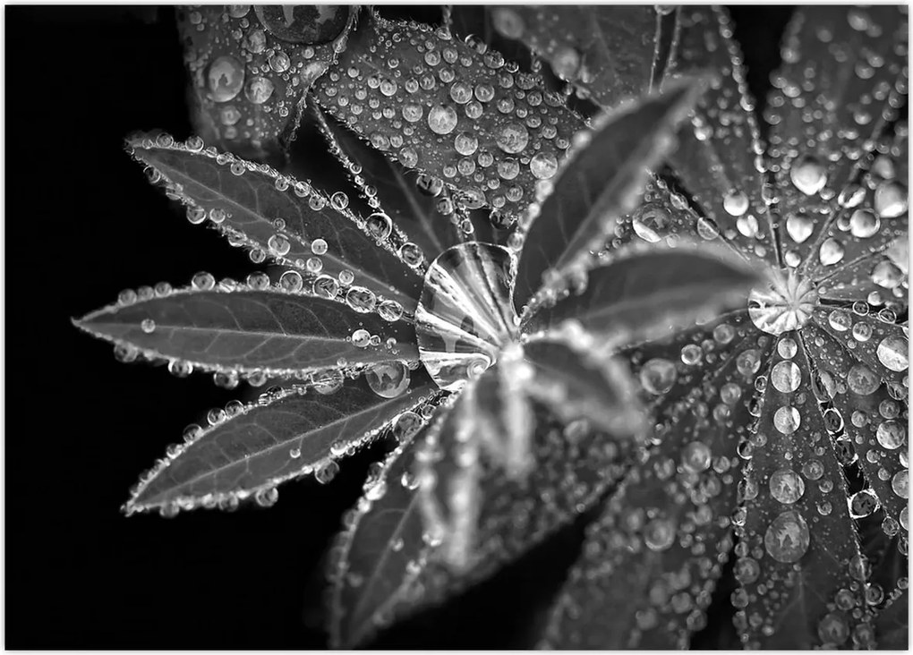 Tablou - Frunze cu picături (70x50 cm)