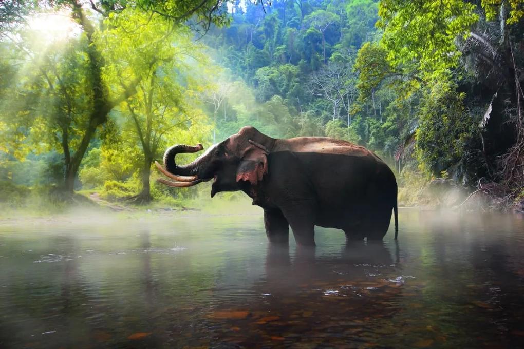 Tapet Premium Canvas - Elefant in apa