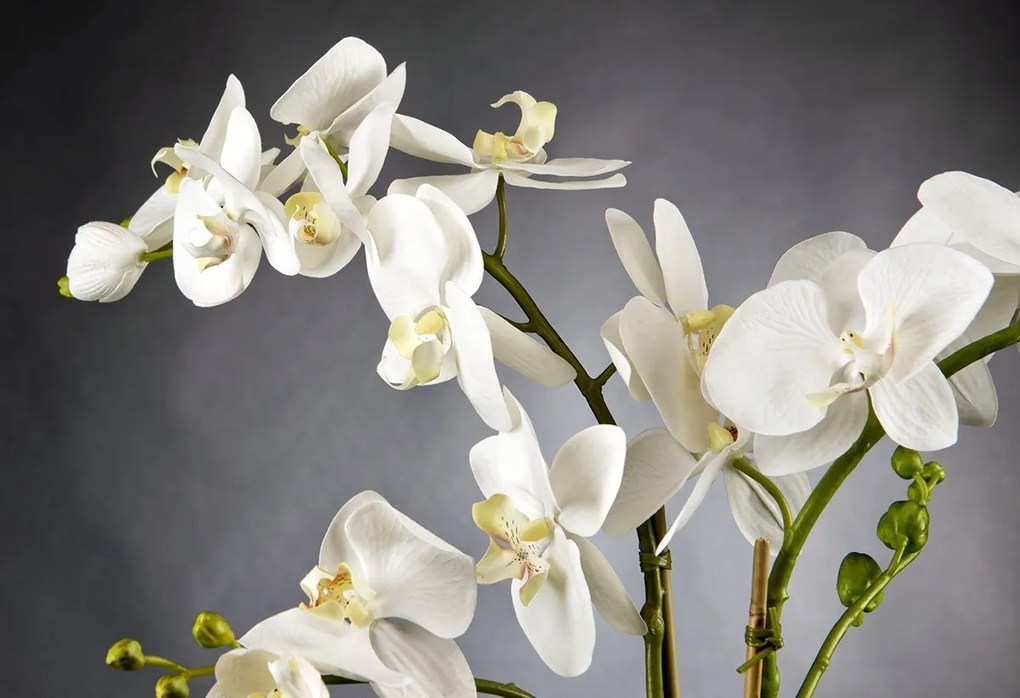 Aranjament floral LIGHT ATOLLO 2 PHALENOPSIS MEDIUM 1141374.95