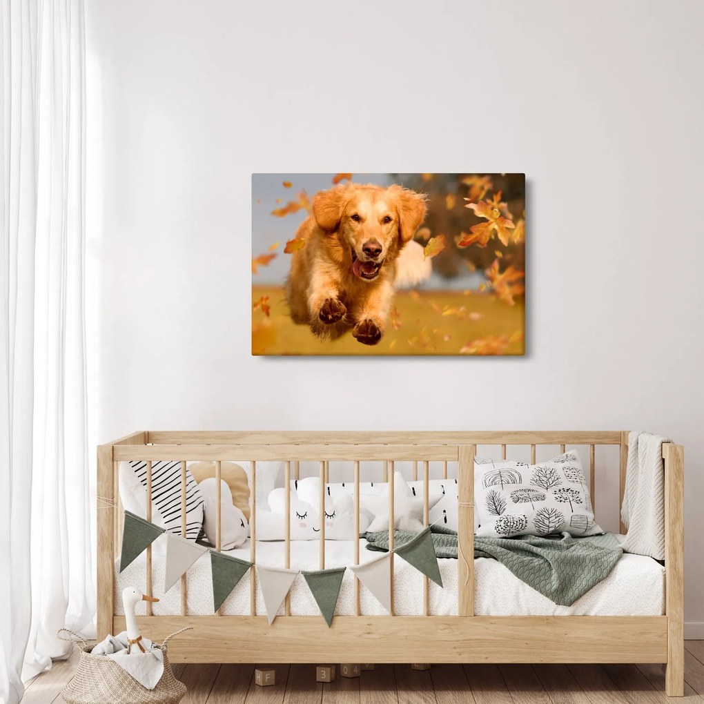 Tablou - Golden Retriever (90x60 cm)
