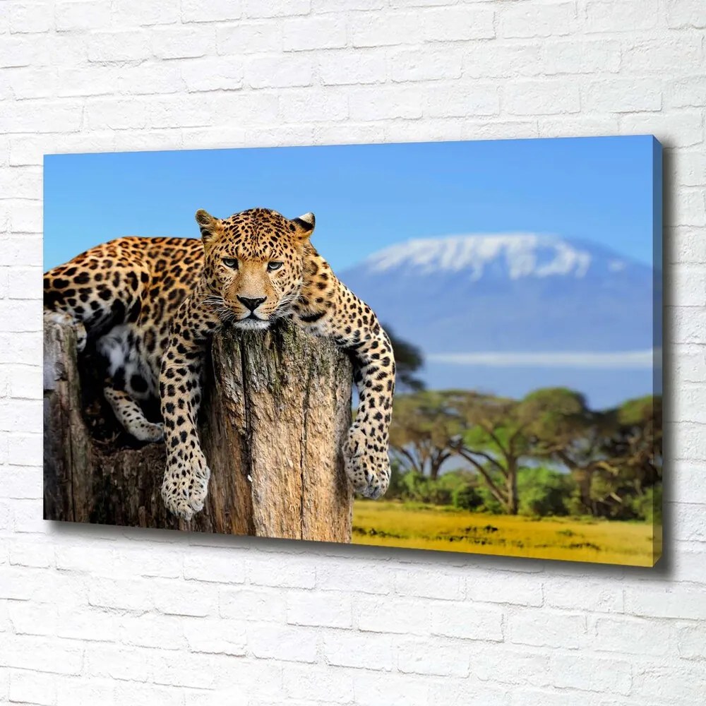 Print pe pânză Leopard pe un ciot de copac