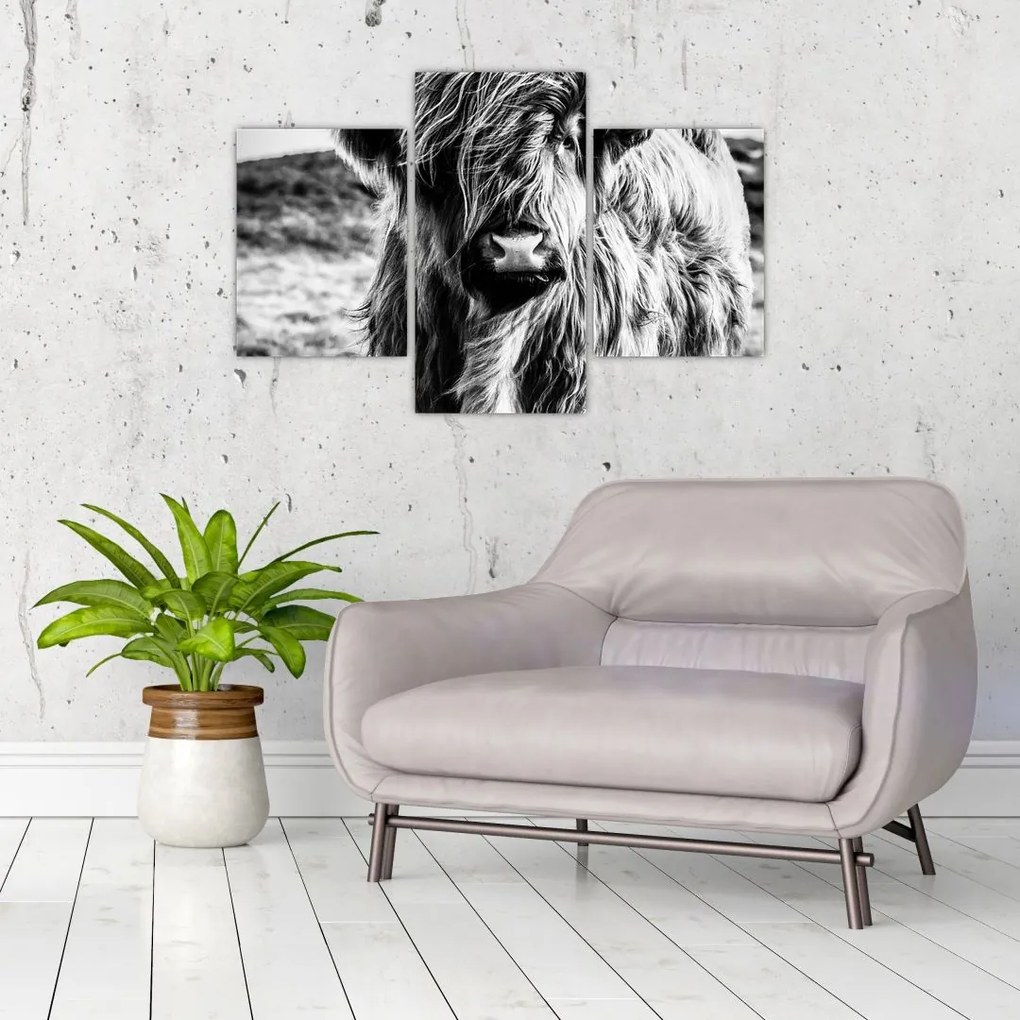 Tablou - Highland - vacă scoțiană (90x60 cm)