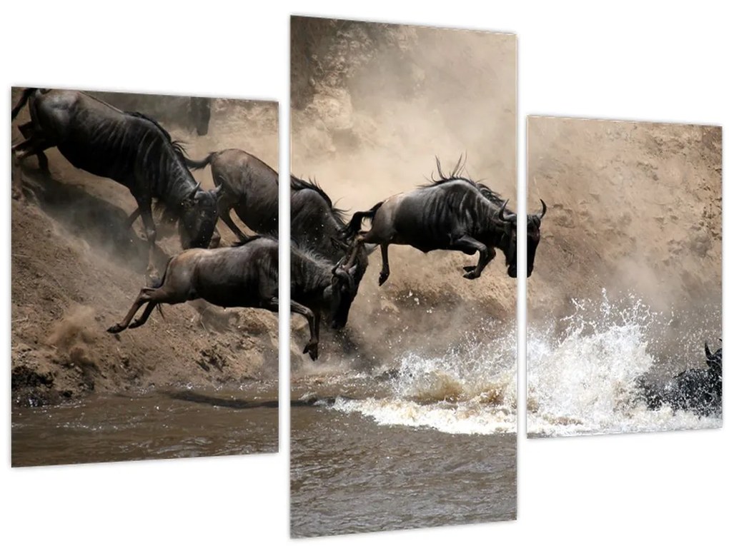 Tablou - Turmă de gnu (90x60 cm)