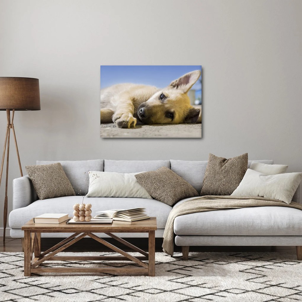 Tablou cu cățeluș dormind (70x50 cm)