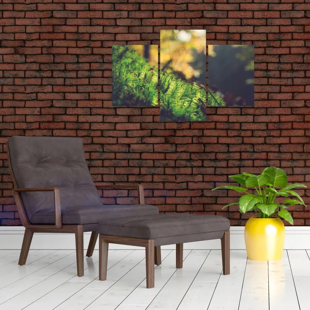 Tablou - Ciupercă și muschi (90x60 cm)