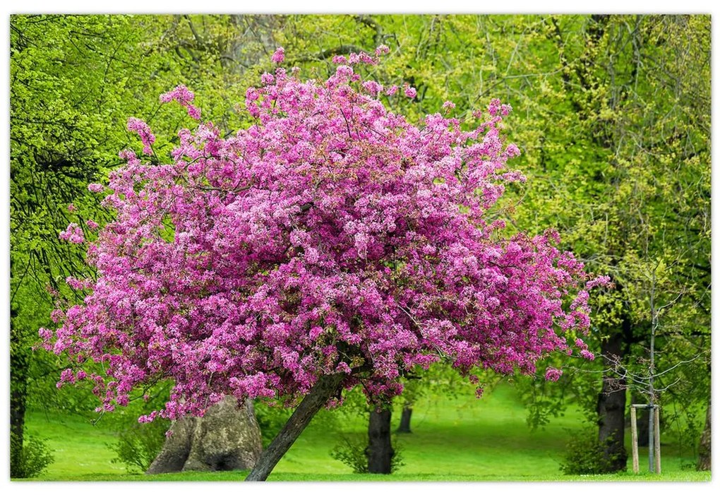 Tablou cu pom înflorit pe luncă (90x60 cm)