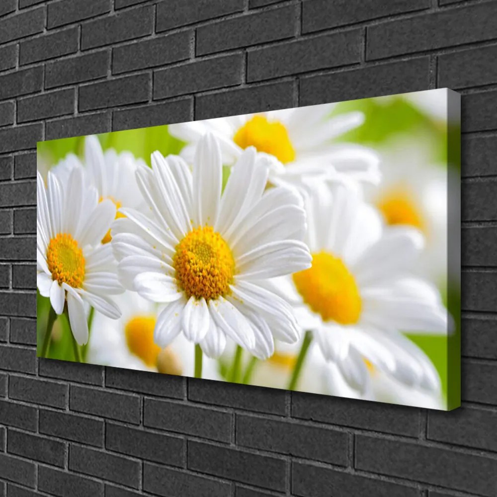 Tablou pe panza canvas Daisy Floral Galben Alb