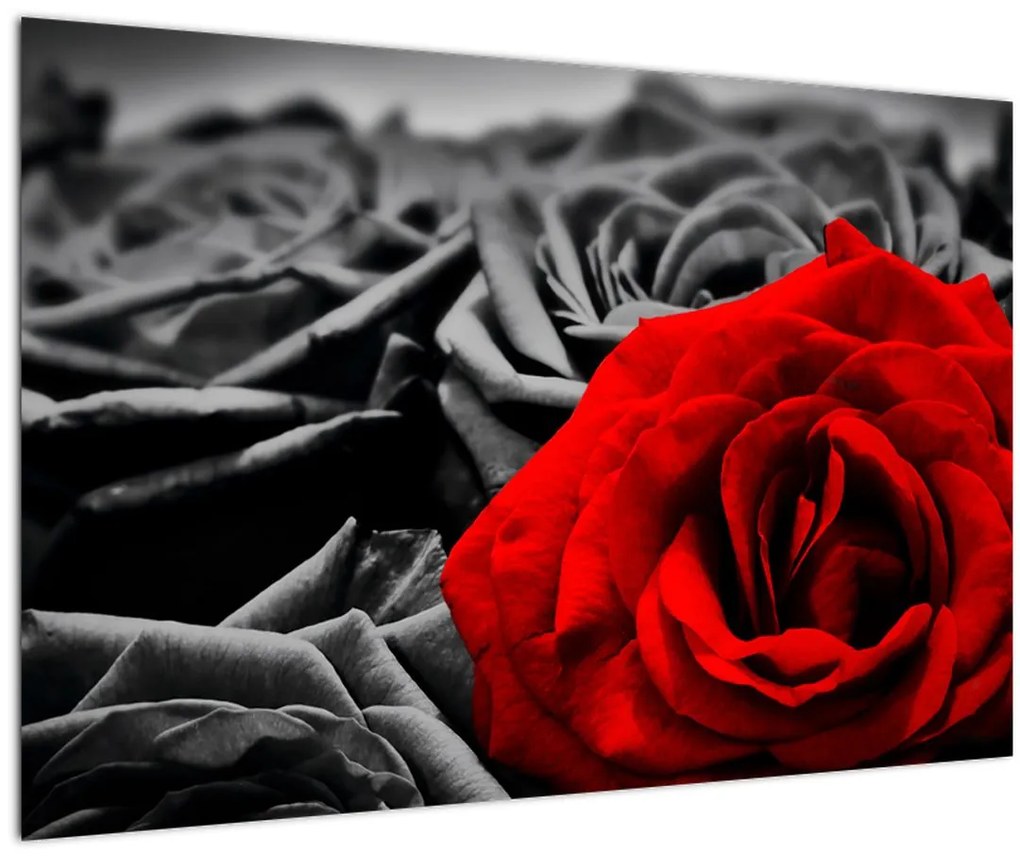 Tablou - Flori de trandafir (90x60 cm)