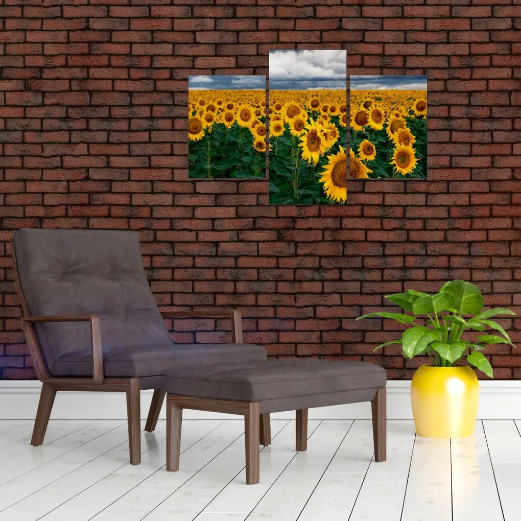 Tablou câmpului de floarea soarelui (90x60 cm)