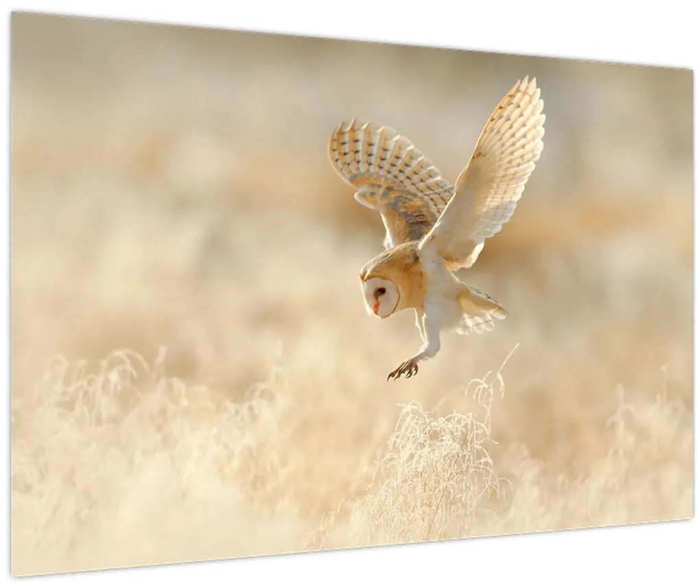 Tablou - Bufniță (90x60 cm)