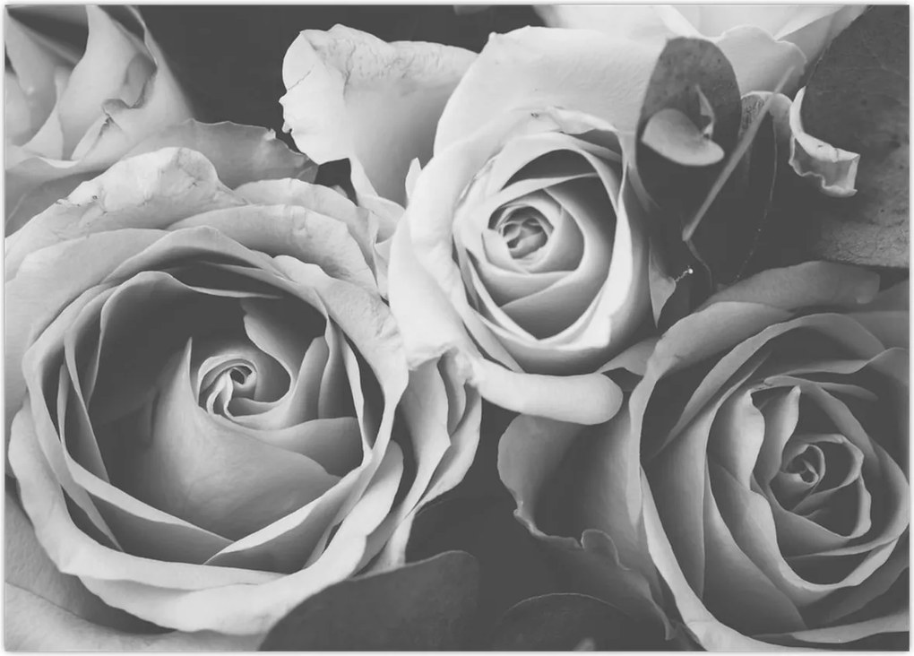 Tablou - Trandafir,alb-negru (70x50 cm)