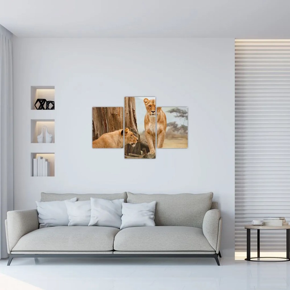 Tablou - două leoaice (90x60 cm)