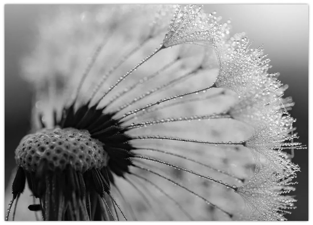 Tablou cu păpădie - albnegru (70x50 cm)