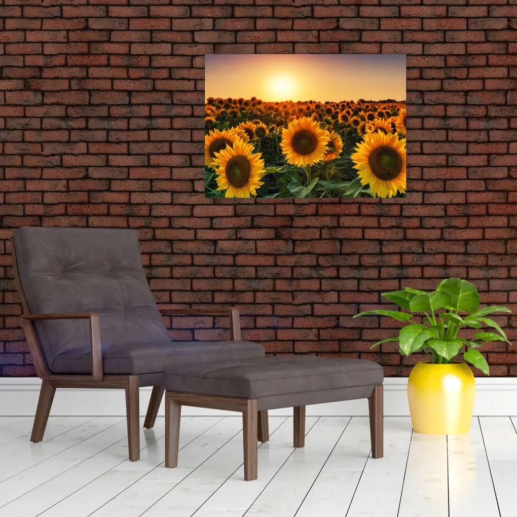 Tablou - Floarea soarelui (70x50 cm)